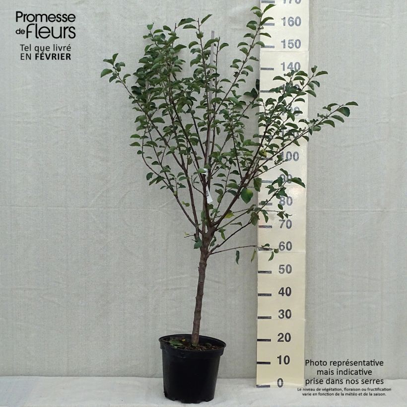Amostra de Ameixoeira Mirabelle de Nancy - Prunus institiae Vaso de 7,5 L/10 L, Copo tal como entregue no outono