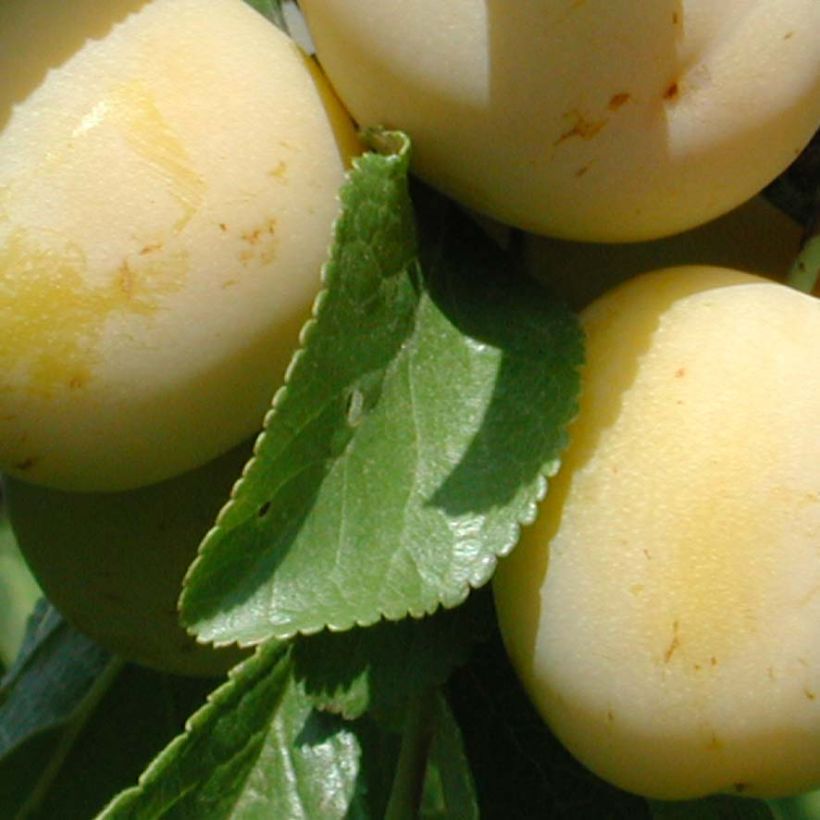 Ameixeira Miraclaude Georges Delbard - Prunus domestica (Folhagem)