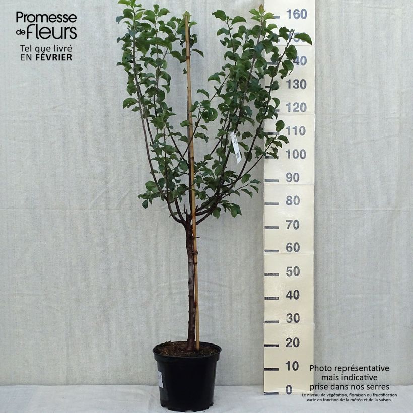 Amostra de Ameixeira Monsieur Hâtif - Prunus domestica Vaso de 7,5 L/10 L, Copo tal como entregue no outono