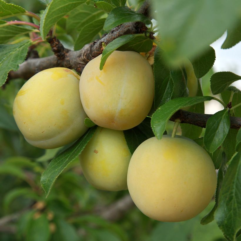 Ameixeira Prune dEnte Branca biológico - Prunus domestica (Colheita)