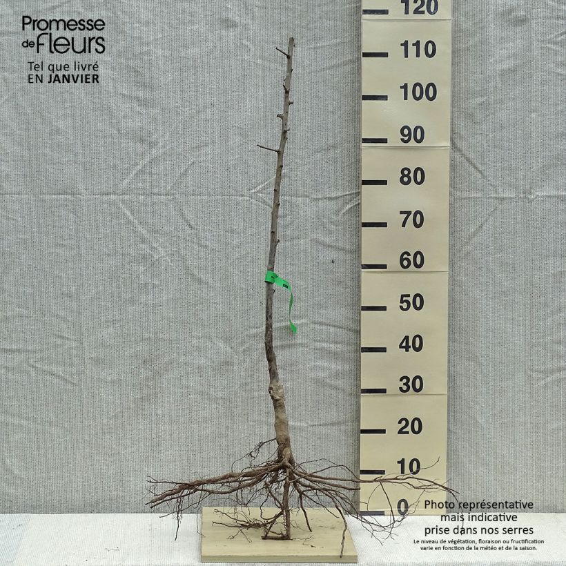 Amostra de Prunier Prune d'Ente Blanche Bio Grandes Racines nues, Scion tal como entregue no inverno