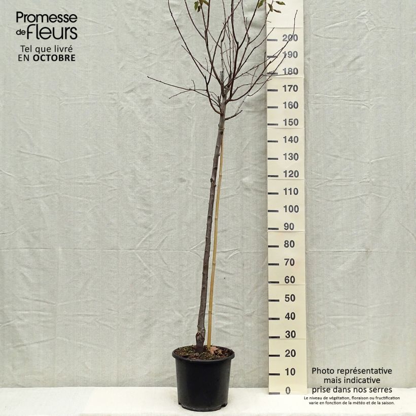Amostra de Ameixeira Prune d'Ente - Ameixa de Agen- Prunus domestica Vaso de 12 L/15 L, Meia haste tal como entregue no outono