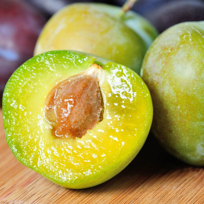 Ameixeira Rainha Cláudia de Julho  - Prunus domestica (Colheita)