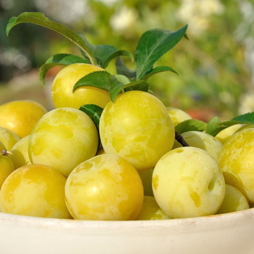 Ameixeira Reinegold - Prunus domestica (Colheita)