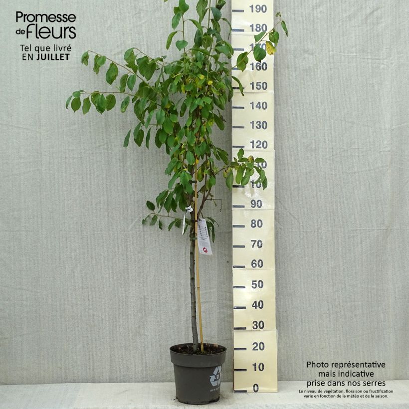 Amostra de Ameixeira Queen Victoria - Prunus domestica Vaso de 7,5 L/10 L, Copo tal como entregue no verão