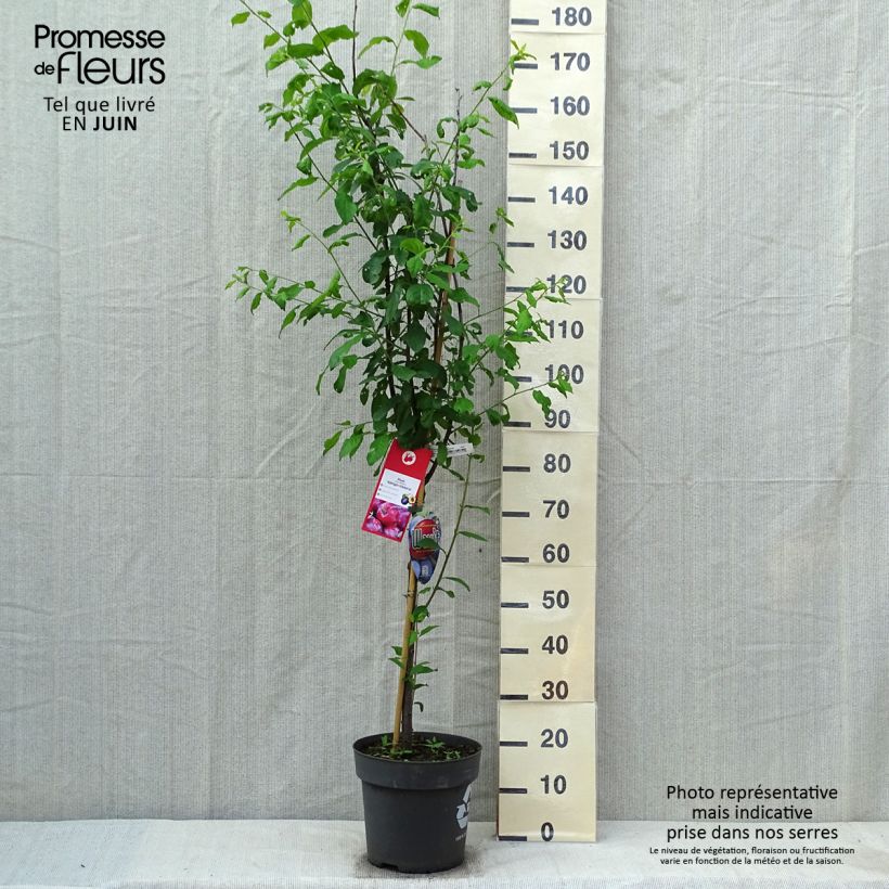Amostra de Ameixeira Queen Victoria - Prunus domestica Vaso de 7,5 L/10 L, Copo tal como entregue na primavera