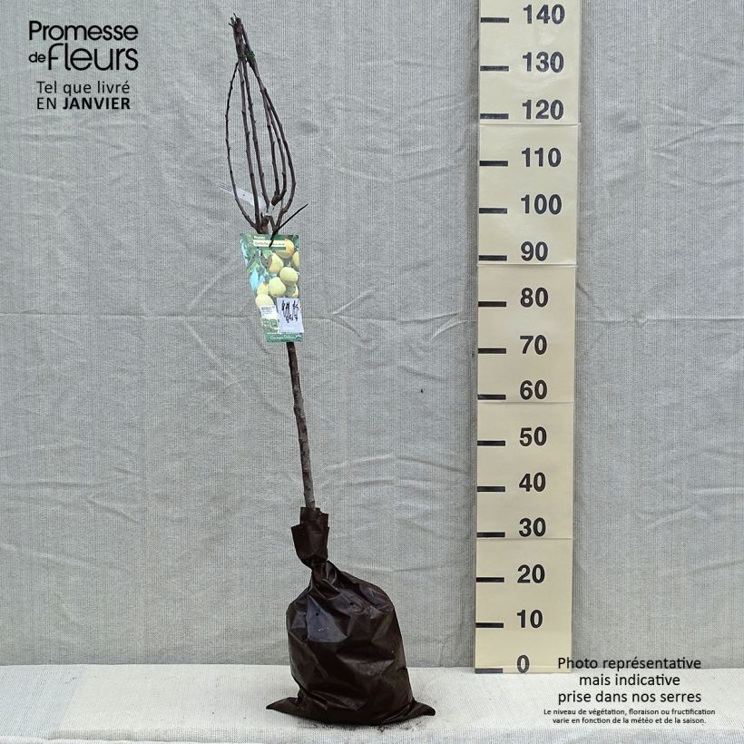 Amostra de Prunier Quetsche Blanche de Létricourt Torrão "Pronto a plantar", Copo tal como entregue no inverno