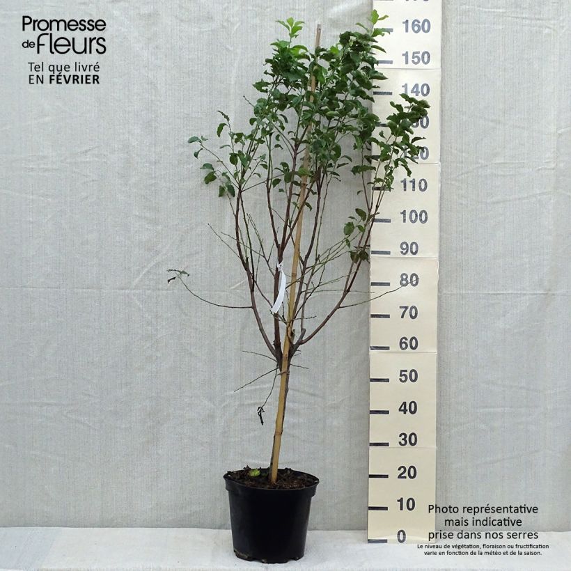 Amostra de Ameixeira Quetsche dAlsace - Prunus domestica Vaso de 7,5 L/10 L, Copo tal como entregue no outono