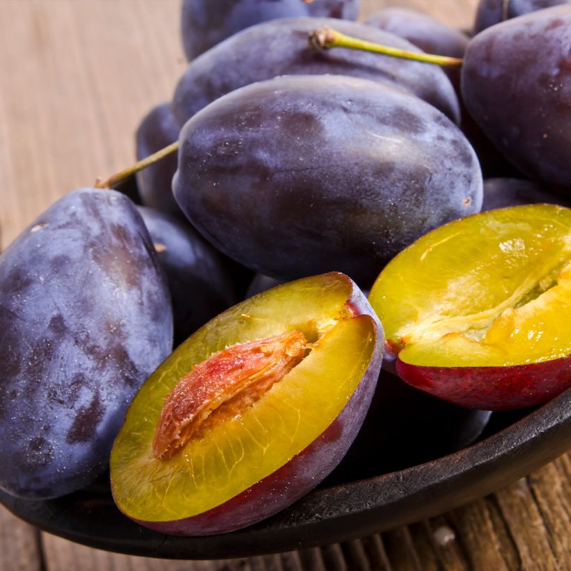 Ameixeira Bela de Lovaina - Prunus domestica (Colheita)