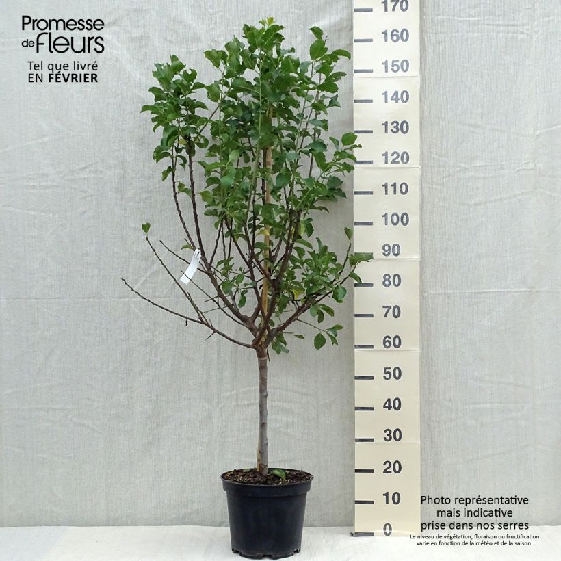 Amostra de Ameixeira Reine Cláudia - Prunus domestica Vaso de 7,5 L/10 L, Meia haste tal como entregue no outono