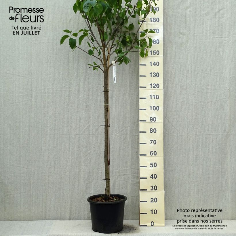 Amostra de Ameixeira Reine Cláudia - Prunus domestica Vaso de 7,5 L/10 L, Meia haste tal como entregue no verão