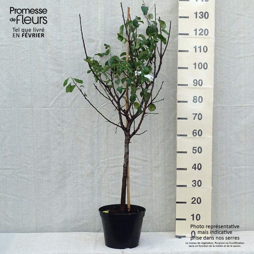 Amostra de Ameixeira Reine Claude Moissac - Prunus domestica Vaso de 7,5 L/10 L, Copo tal como entregue no outono