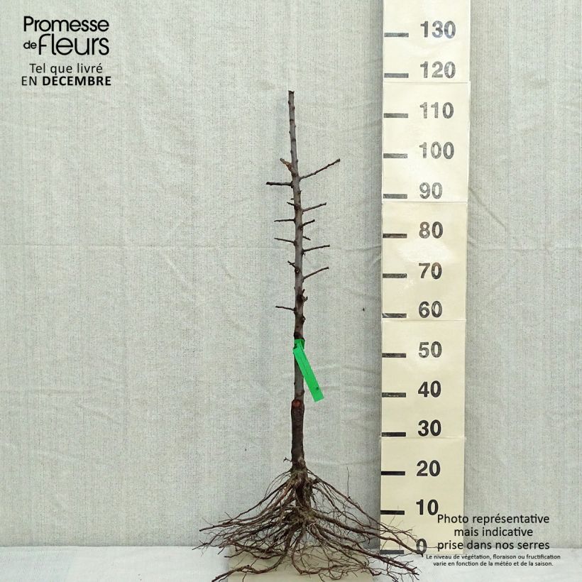 Amostra de Ameixeira Reine Claude dOullins Bio - Prunus domestica Raízes nuas, Rebento tal como entregue no inverno