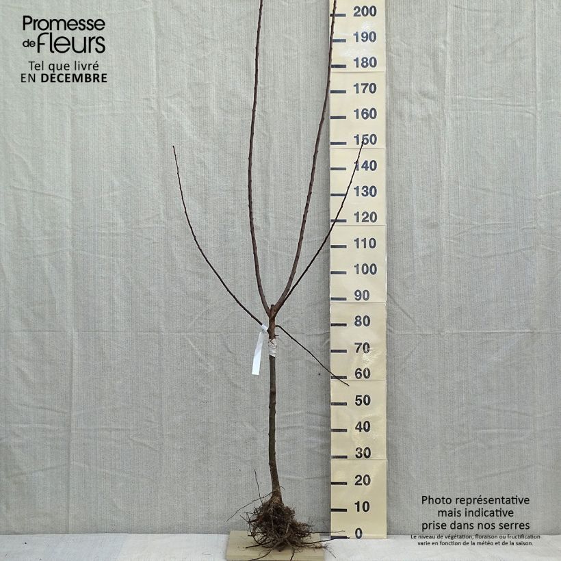 Amostra de Prunier Reine Claude d'Oullins  Raízes nuas, Copo tal como entregue no inverno