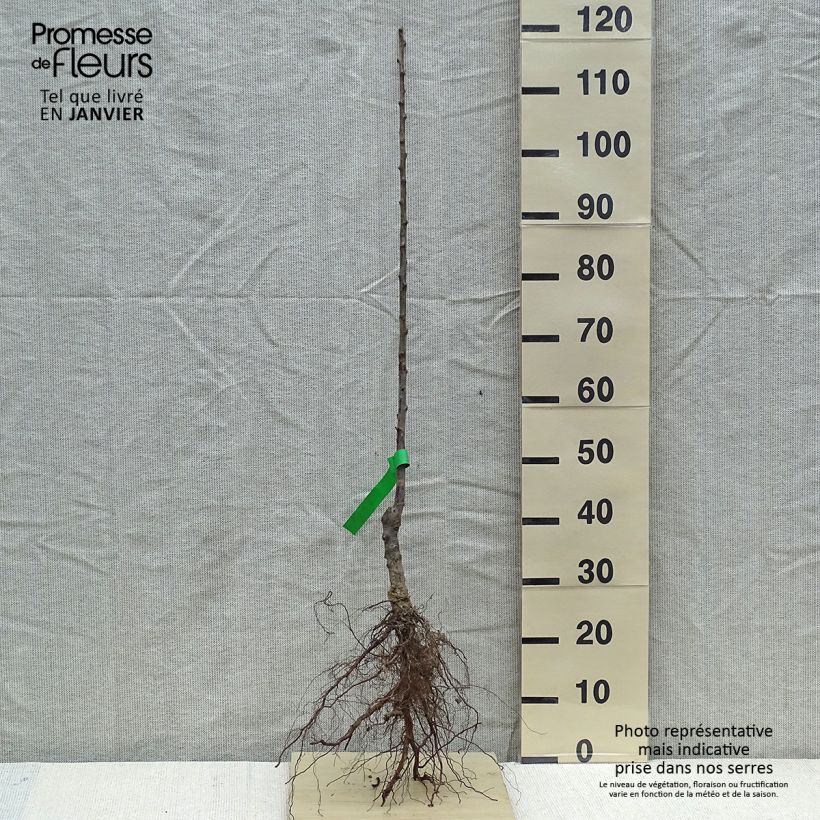 Amostra de Prunier Reine Claude de Bavay Bio Grandes Racines nues, Scion tal como entregue no inverno