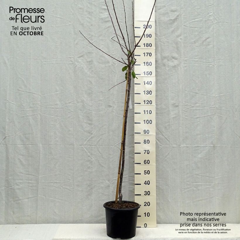 Amostra de Ameixeira Reine Claude de Bavay - Prunus domestica Vaso de 12 L/15 L, Meia haste tal como entregue no outono