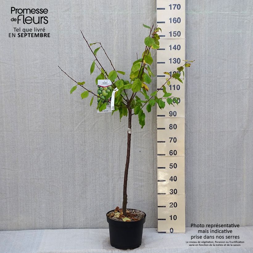 Amostra de Ameixeira Reine Claude de Bavay - Prunus domestica Vaso de 7,5 L/10 L, Copo tal como entregue no outono