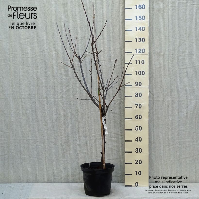 Amostra de Ameixeira Reine Claude de Chambourcy Bio - Prunus domestica Vaso de 7,5 L/10 L, Copo tal como entregue no outono