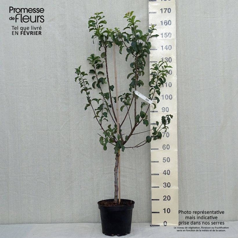 Amostra de Ameixeira Reine Cláudia Violeta - Prunus domestica Vaso de 7,5 L/10 L, Copo tal como entregue no outono