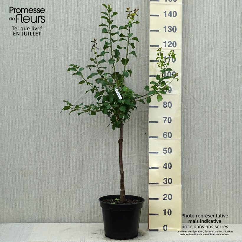 Amostra de Ameixeira Reine Cláudia Violeta - Prunus domestica Vaso de 7,5 L/10 L, Copo tal como entregue no verão