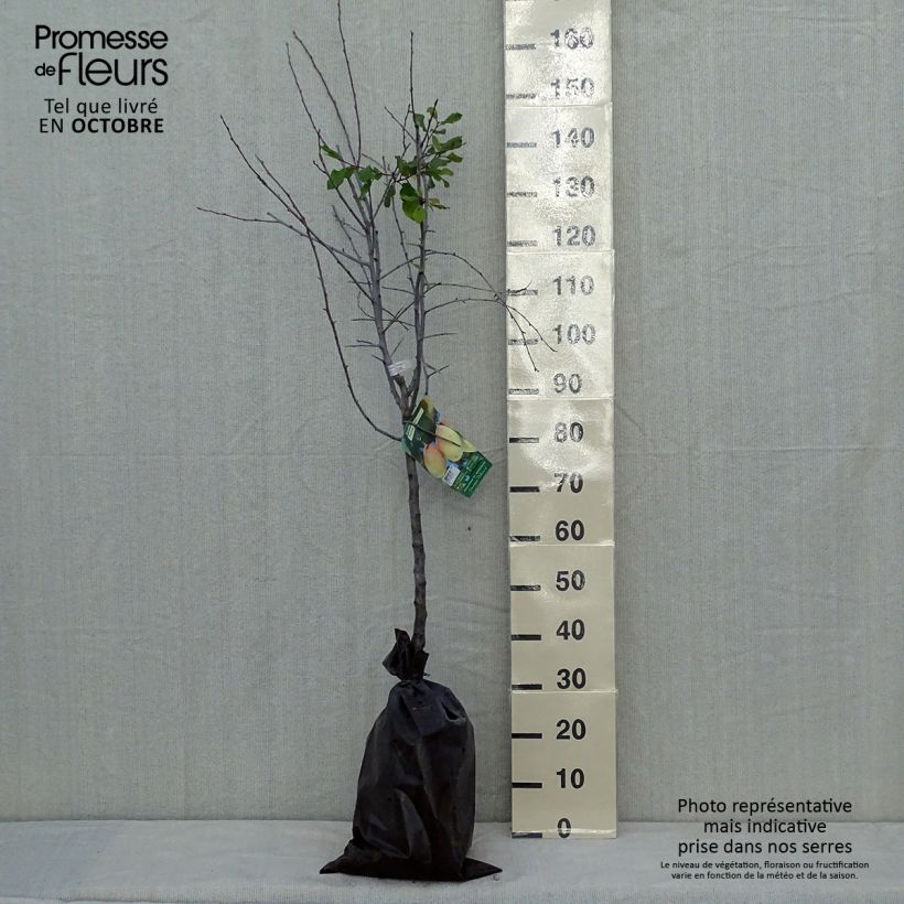 Amostra de Ameixeira Thames Cross Georges Delbard - Prunus domestica Torrão "Pronto a plantar", Copo tal como entregue no outono