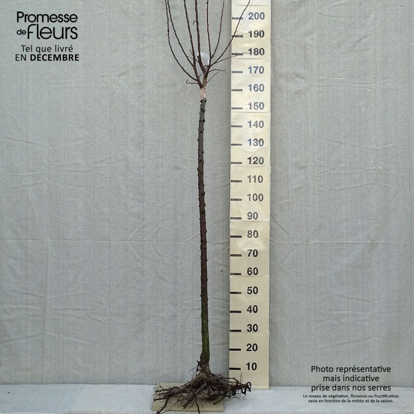 Amostra de Prunier Wignon Raízes nuas, Meia haste tal como entregue no inverno