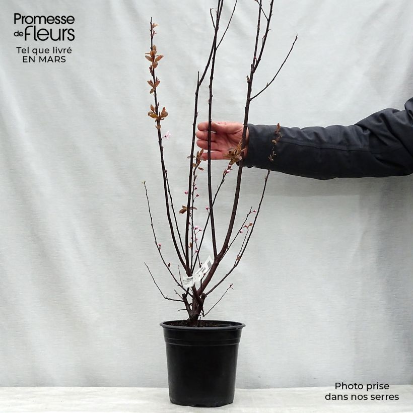 Amostra de Prunus cerasifera Nigra Vaso de 4 L/5 L, Haste tal como entregue na primavera