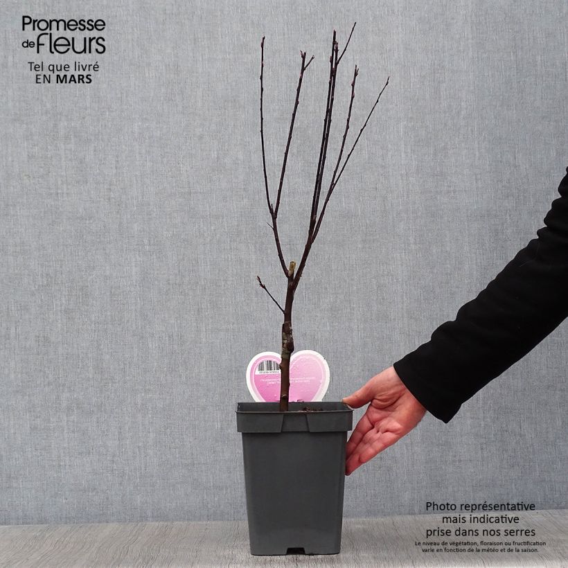 Amostra de Prunus cerasifera Nigra Vaso de 4 L/5 L tal como entregue no inverno