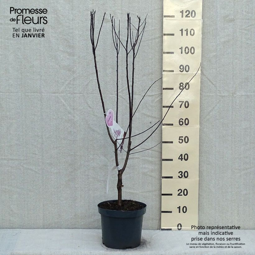Amostra de Prunus cerasifera Nigra Vaso de 7,5 L/10 L tal como entregue no inverno