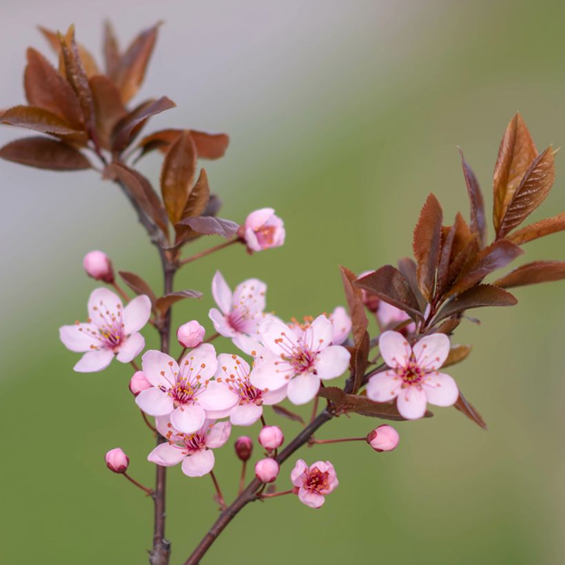 Prunus cerasifera Nigra (Floração)