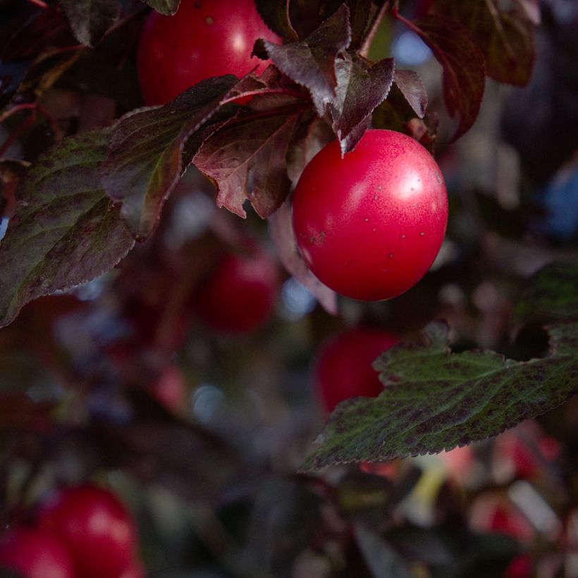Prunus cerasifera Nigra (Colheita)