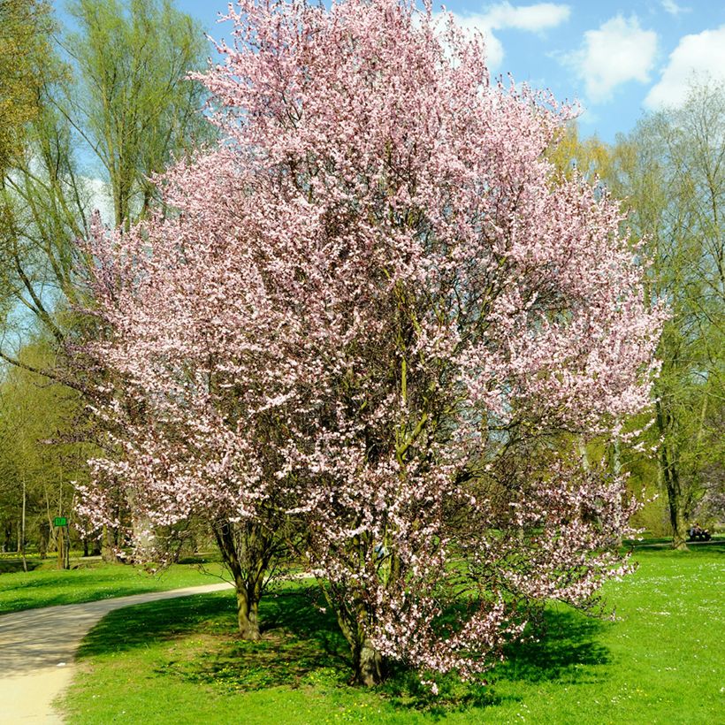 Prunus cerasifera Nigra (Hábito)