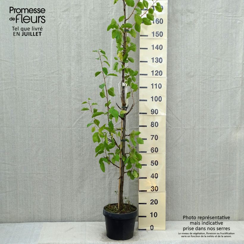 Amostra de Ameixeira colunar Quetsche Toronto - Prunus domestica Vaso de 6 L/7 L, Colunar tal como entregue no verão