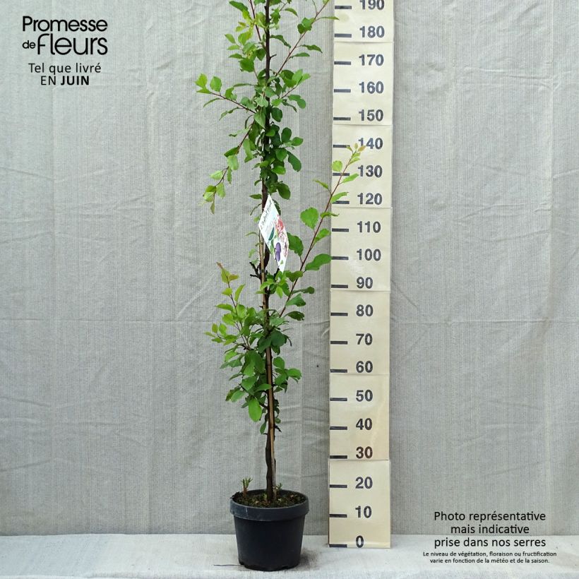 Amostra de Ameixeira colunar Quetsche Toronto - Prunus domestica Vaso de 6 L/7 L, Colunar tal como entregue na primavera