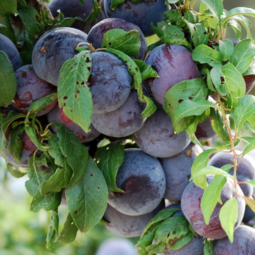 Ameixeira-japonesa Black Amber Bio - Prunus salicina (Colheita)