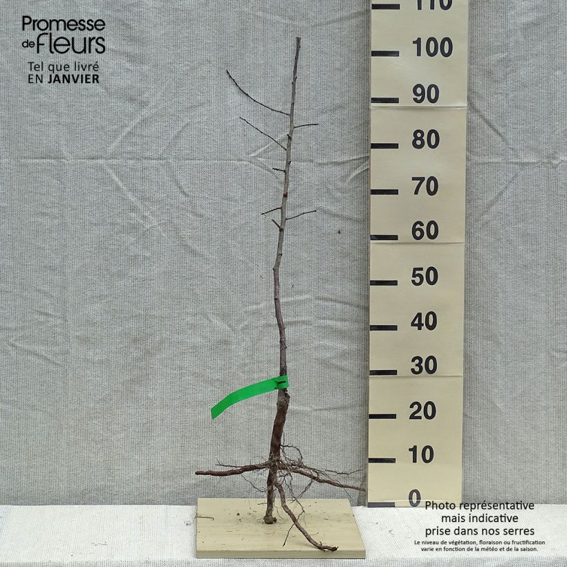 Amostra de Prunier japonais Methley ou Metley Bio - Prunus salicina Raízes nuas, Rebento tal como entregue no inverno