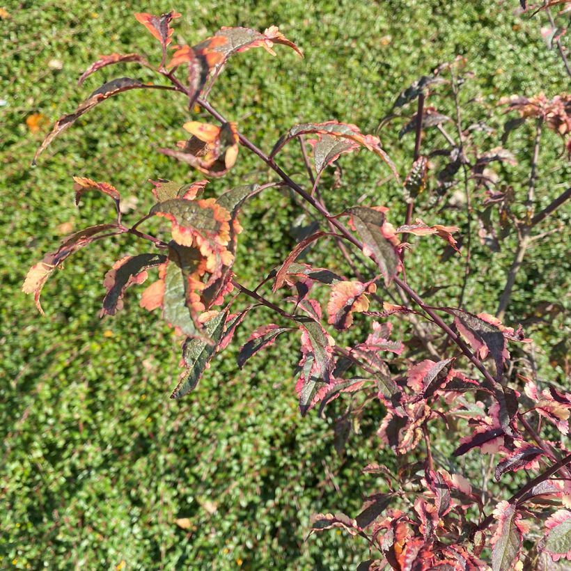 Prunus cerasifera Hessei (Folhagem)