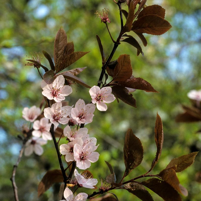 Prunus cerasifera Pissardii - Ameixoeira-de-jardim (Floração)
