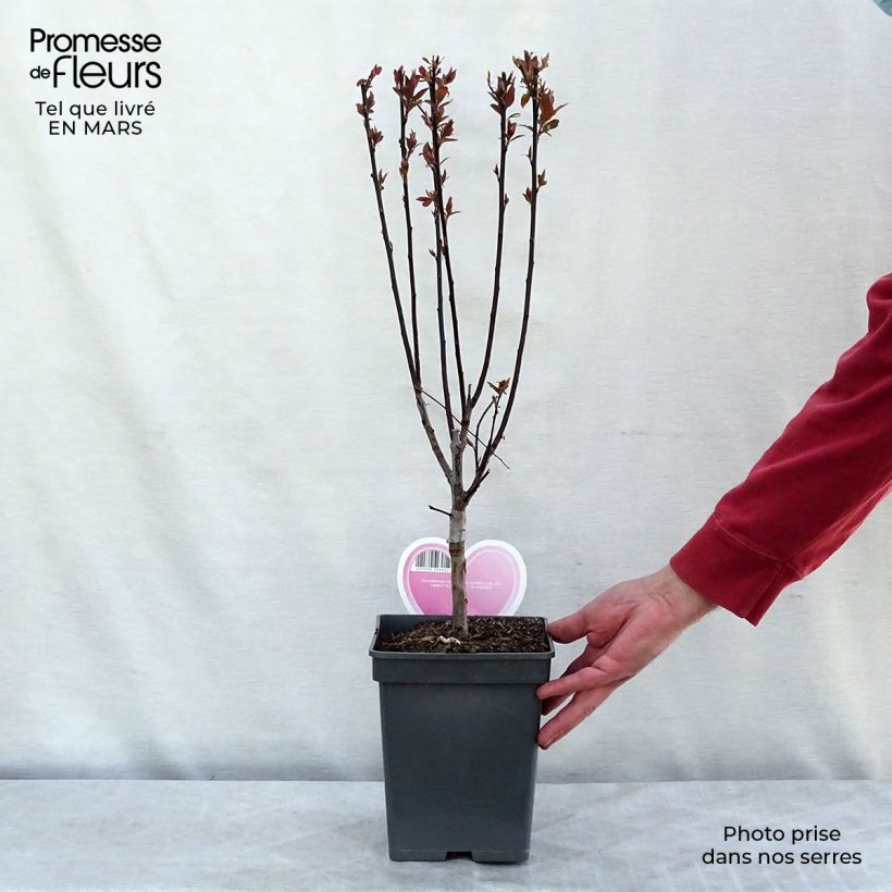 Amostra de Prunier myrobolan - Prunus cerasifera Pissardii Vaso de 4 L/5 L tal como entregue no inverno