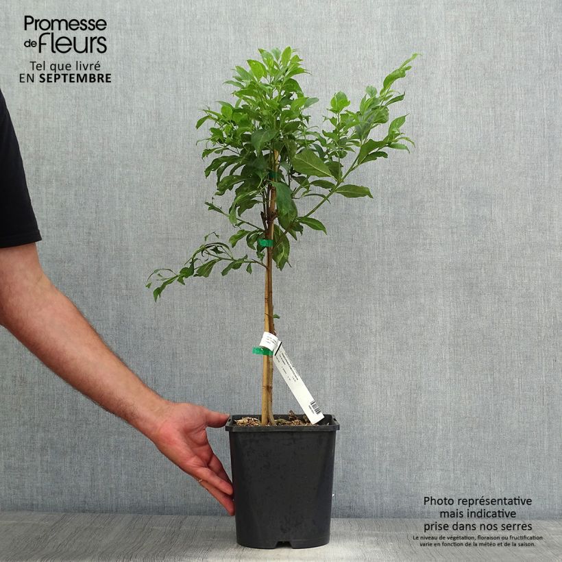 Amostra de Ameixeira-anã Fruit Me Plum Me autofértil - Prunus domestica Vaso de 4 L/5 L, Anão tal como entregue no outono