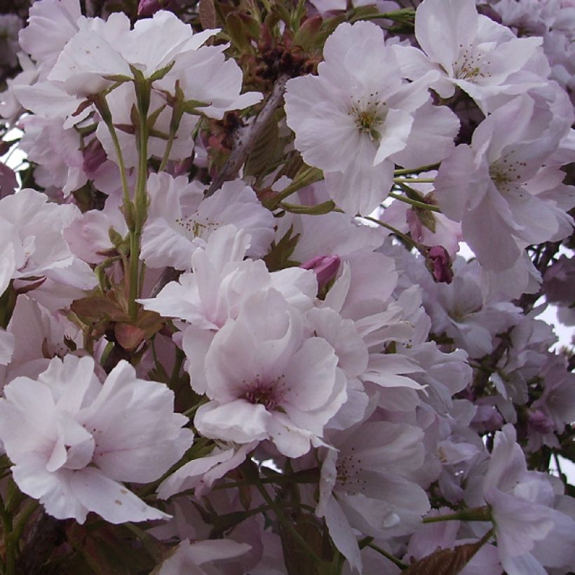Prunus serrulata Amanogawa (Floração)