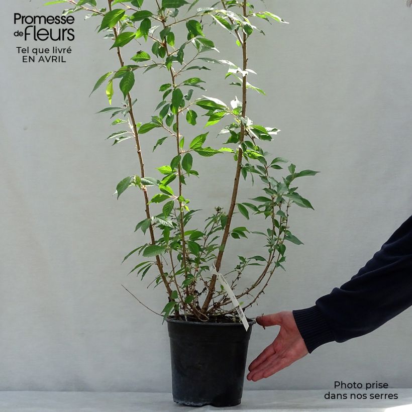 Amostra de Prunus Okame Vaso de 4 L/5 L tal como entregue na primavera