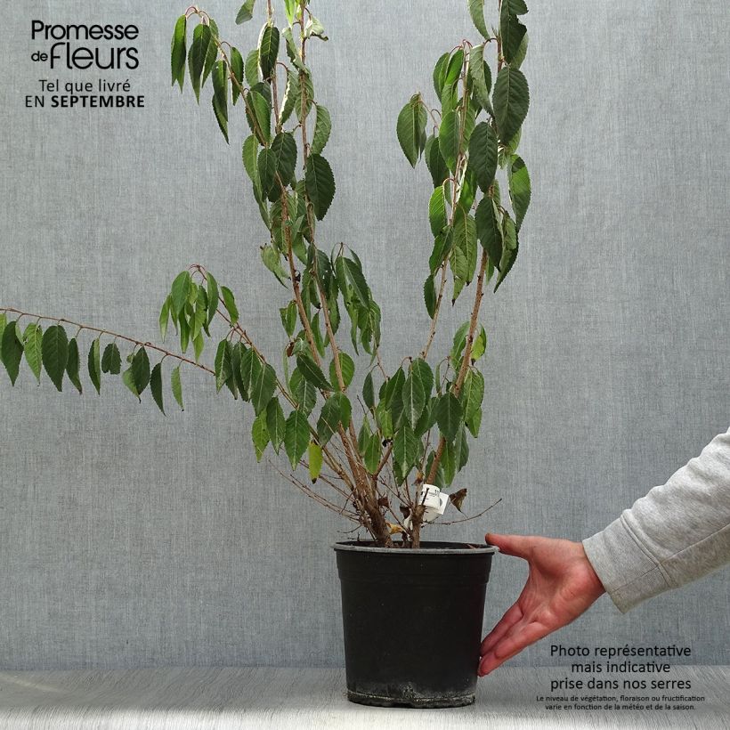 Amostra de Prunus Okame Vaso de 4 L/5 L tal como entregue no outono
