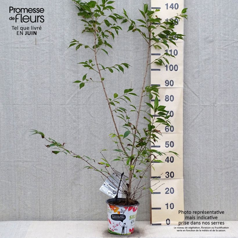 Amostra de Prunus Okame Vaso de 4 L/5 L tal como entregue no verão
