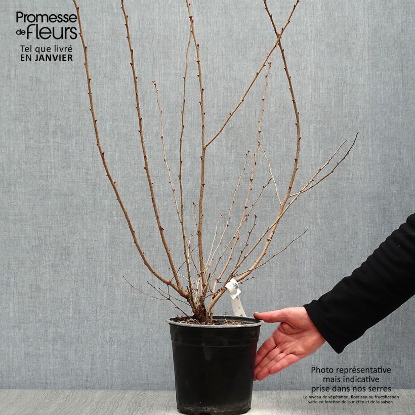 Amostra de Prunus Okame - Cerisier à fleurs Vaso de 4 L/5 L tal como entregue no inverno