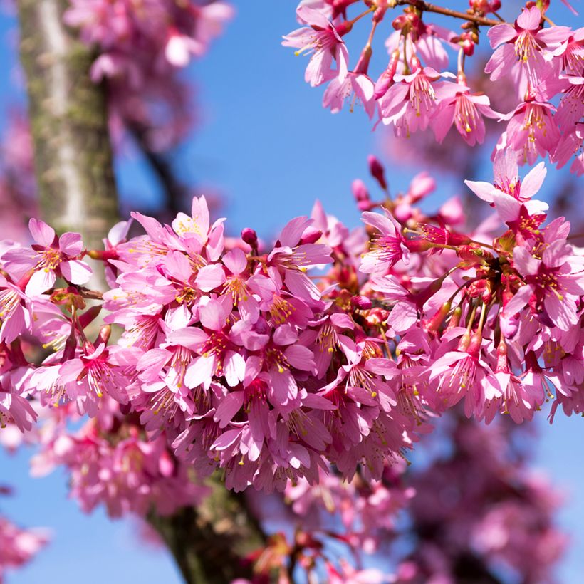 Prunus Okame (Floração)