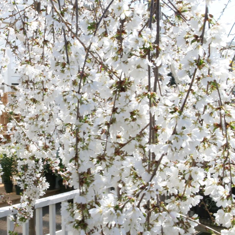Cerejeira-florida - Prunus Snow Fountains (Floração)