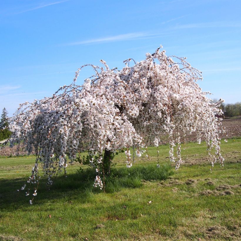 Cerejeira-florida - Prunus Snow Fountains (Hábito)