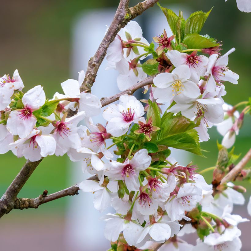 Cerejeira-do-japão - Prunus Umineco em flor (Floração)