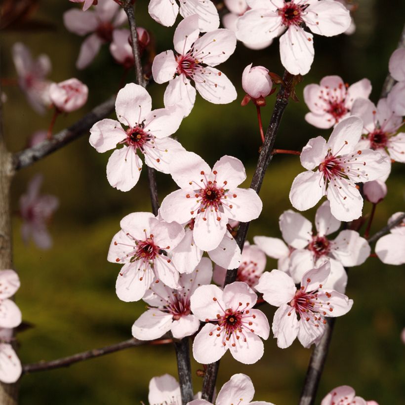 Prunus cerasifera Hollywood (Floração)